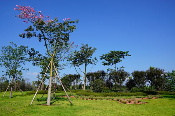 冬季園林苗木防護(hù)措施有哪些？