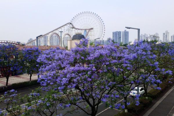 藍(lán)花楹浪漫綻放，城投花木守護(hù)城市詩(shī)意