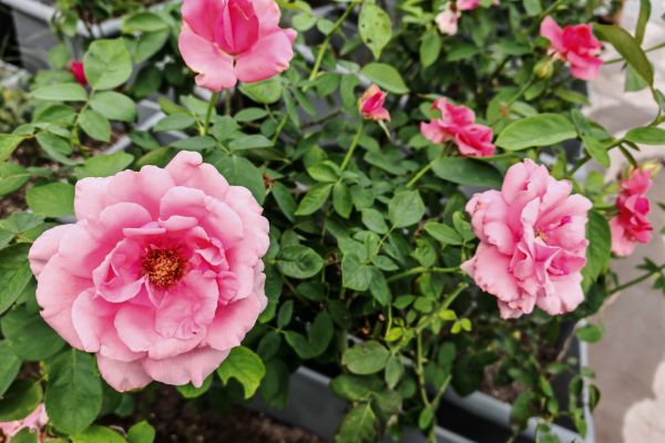 汗水潤(rùn)花影，匠心筑綠韻 ——城投花木公司高效完成月季養(yǎng)護(hù)與城市布景工作